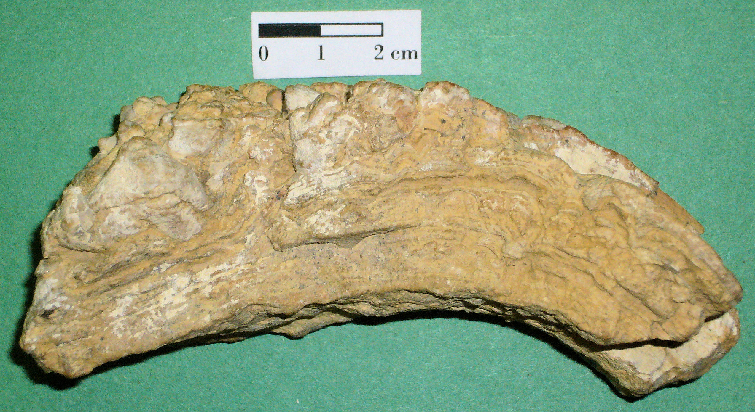 Estromatolito formado por capas de cianobacterias y minerales