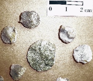 Macroforaminíferos - Numulites