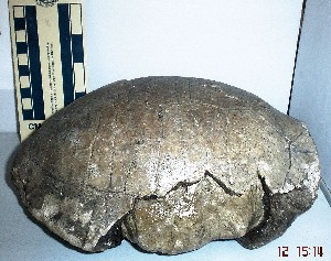 Caparazón de Tortuga