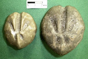 Equinodermos - erizos