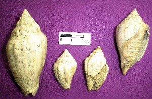 Moluscos - gasterópodos - Turritela