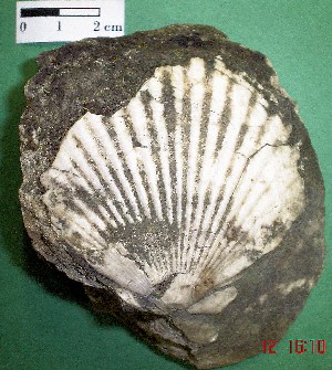 Moluscos - gasterópodos