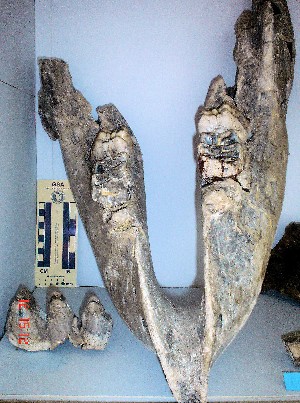 Maxilar de Mastodonte