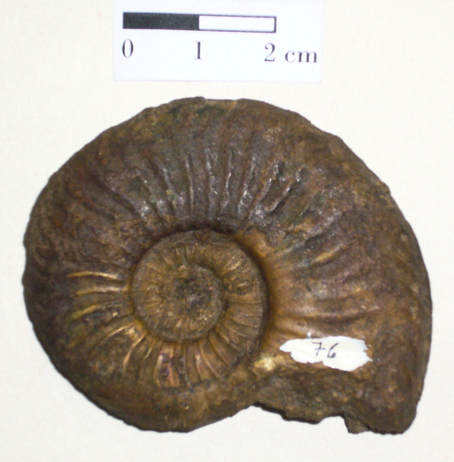 Molusco - cefalópodo - Amonite