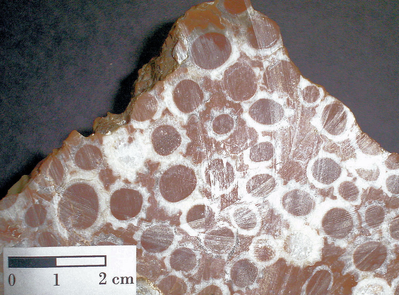 Molusco - Colonia de Rudistas