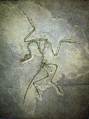 Modelo a escala de fósil de Archaeopteryx