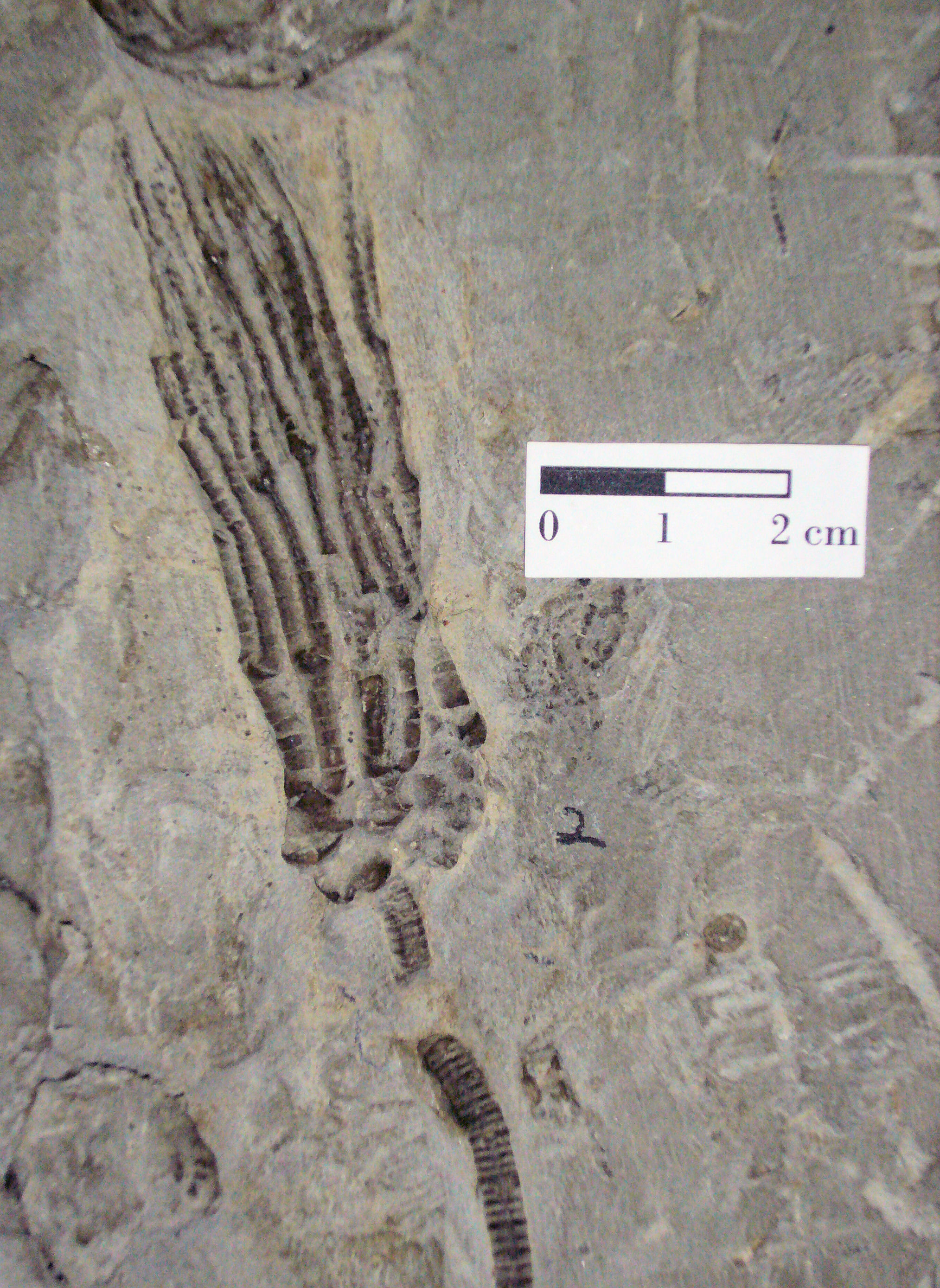 Braquiópodo del Pérmico de Kansas USA