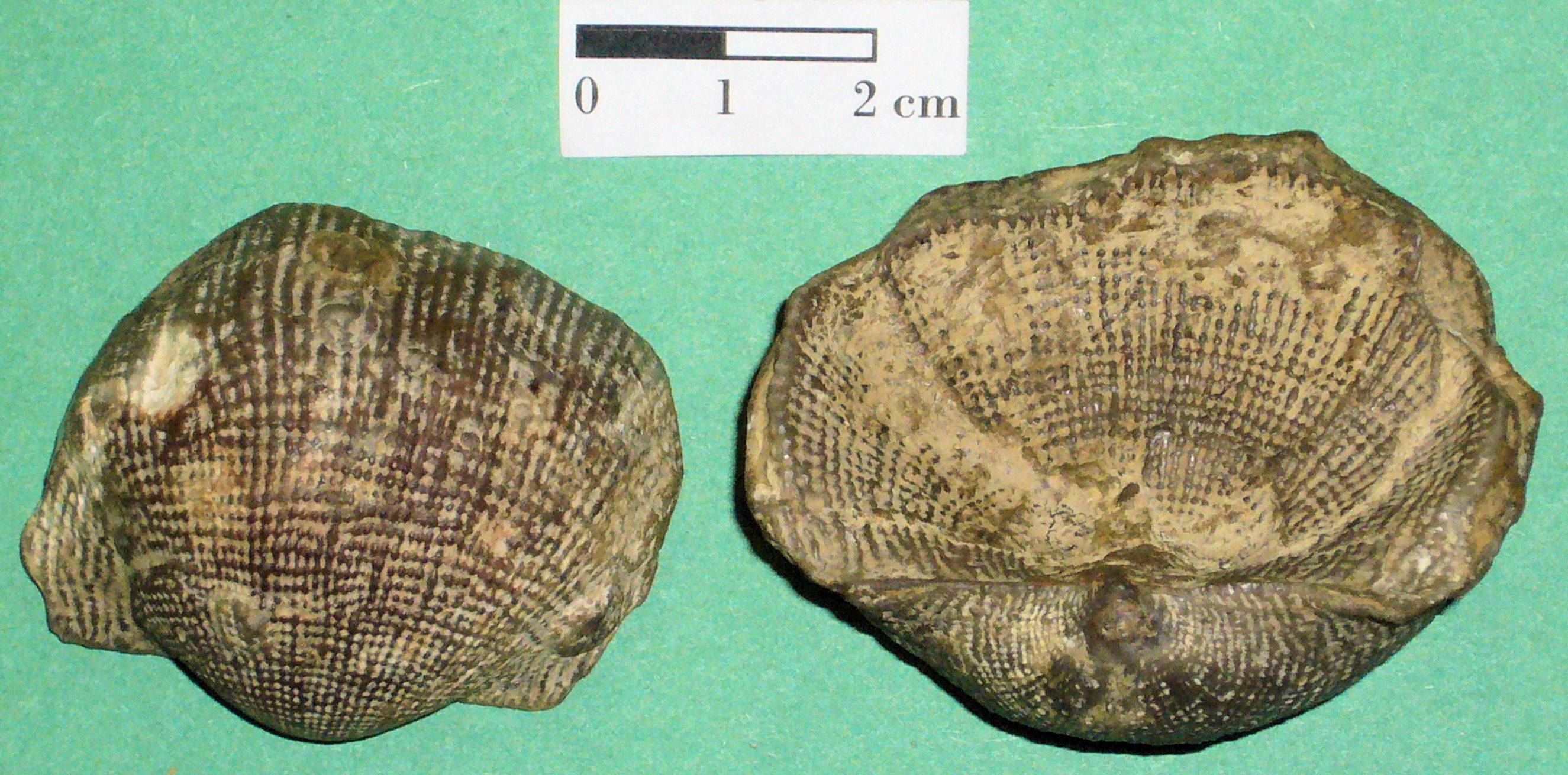 Equinodermo - Crinoideo