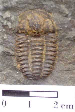 Trilobite del Cámbrico de Checoslovaquia