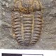 Trilobite del Cámbrico de Checoslovaquia