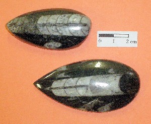 Moluscos - cefalópodos - Ortocerátidos