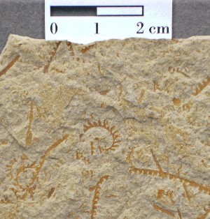 Graptolites