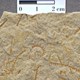 Graptolites