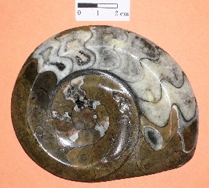 Molusco - cefalópodo - Amonite