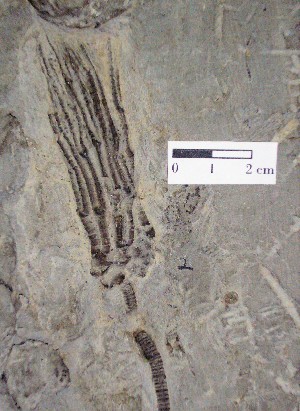 Braquiópodo del Pérmico de Kansas USA