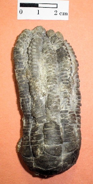 Equinodermo � Crinoideo. Triásico de Alemania