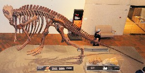 Muttaburrasaurus langdoni. Cretácico inferior (100 Ma). Herbívoro (7m largo).