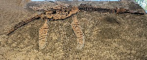Orden Plesiosauria. Cretácico inferior � Queensland Australia. 