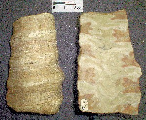 Molusco � gasterópodo � Nerinea. Cretácico de Costa Rica (Guanacaste).