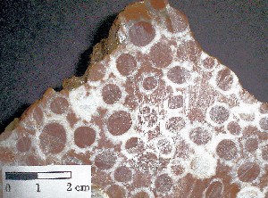 Molusco � Colonia de Rudistas. Cretácico de Costa Rica (Guanacaste).