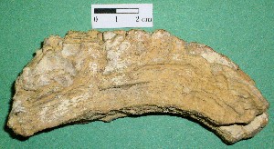 Estromatolito. Capas de cianobacterias y minerales. Precámbrico de Argentina.