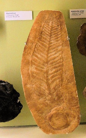 Charniodiscus (Reino animal) Ediacárico (Precámbrico) de Australia (50 cm altura)
